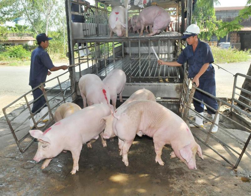 Bộ NT&PTNT dự kiến giá lợn hơi sẽ tăng trong khoảng 2 tuần tới