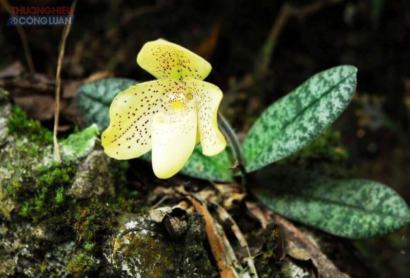 Lan hài đốm trong tự nhiên.