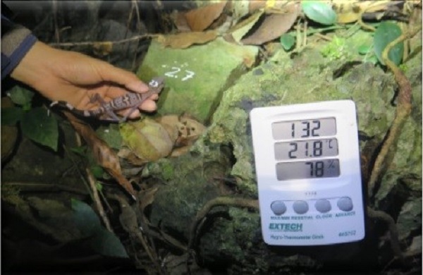 Hải Phòng: Nghiên cứu đề xuất các giải pháp bảo tồn loài Thạch sùng mí Cát Bà