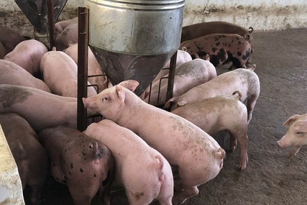 Giá heo hơi ngày 27/10: Tăng tại nhiều địa phương ở miền Bắc và miền Trung, Tây Nguyên