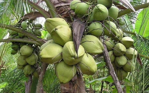Dừa sáp Trà Vinh - một mặt hàng có giá trị cao