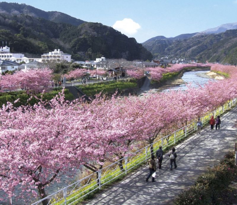 Được tận mắt ngắm hoa anh đào ở Nhật Bản - là niềm khao khát của nhiều du khách