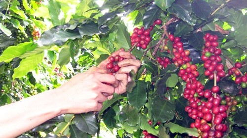 Giá tiêu ngày 4/11: Giảm nhẹ, thấp nhất 85.500đ/kg