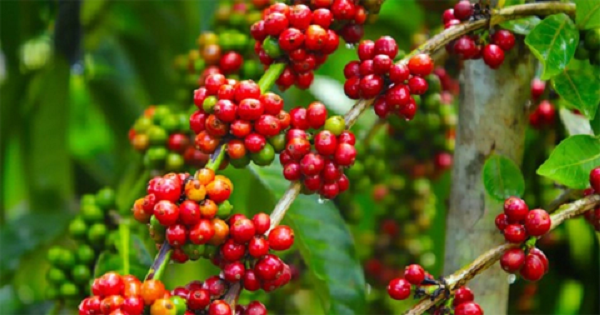 Giá cà phê giảm tiếp 600 đồng/kg