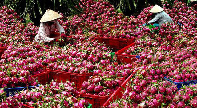 Doanh nghiệp cần nhanh chóng thích ứng với quy định mới trong xuất khẩu nông sản vào Trung Quốc
