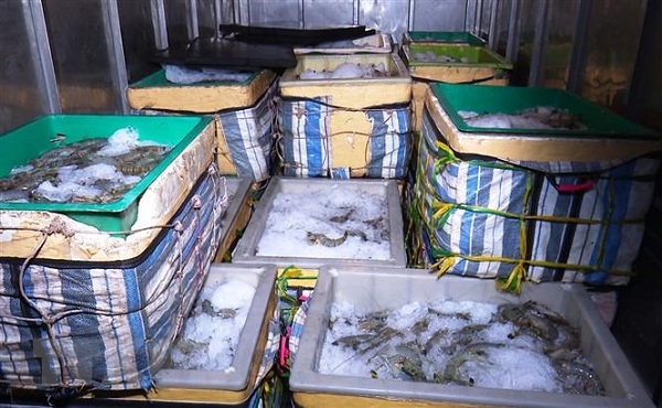 Cà Mau: Phát hiện xe tải vận chuyển hơn 1 tấn tôm chứa tạp chất