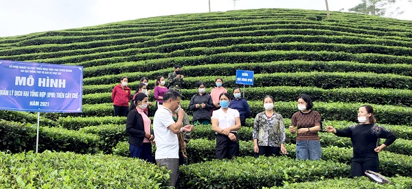 C&aacute;c đại biểu tham quan m&ocirc; h&igrave;nh quản l&yacute; dịch hại tr&ecirc;n c&acirc;y ch&egrave;