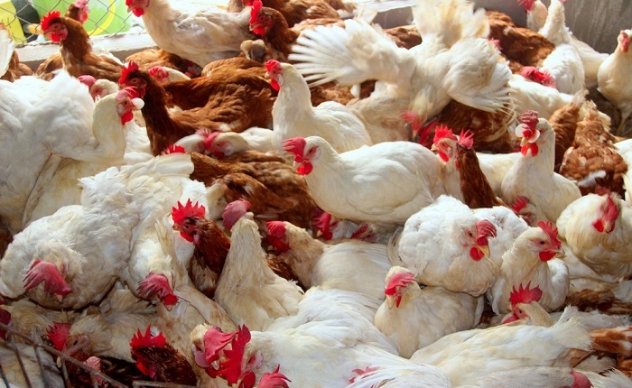 TP. Hồ Chí Minh: Triển khai phòng chống dịch bệnh gia súc, gia cầm