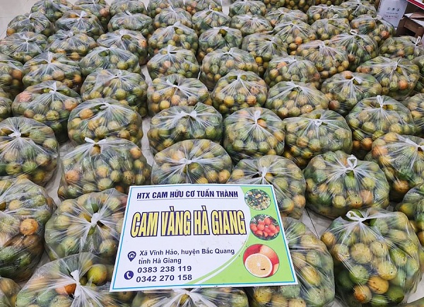 Hà Giang: Hội Nông dân tỉnh kết nối tiêu thụ cam Vàng cho nông dân