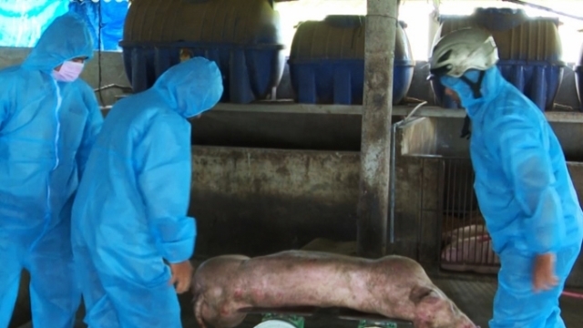 Các huyện Cam Lộ, Triệu Phong, Gio Linh và thị xã Quảng Trị là những địa phương có số lượng lợn mắc bệnh cao