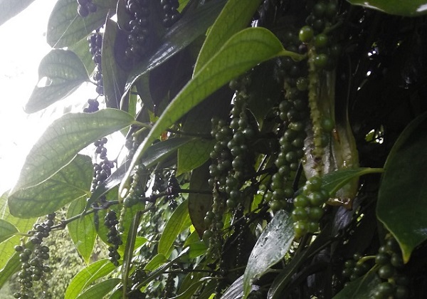 Giá tiêu ngày 10/11: Tăng nhẹ 500 đồng