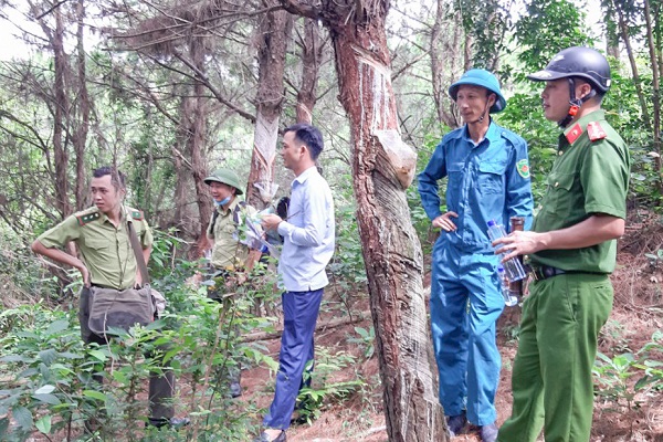 Quảng Ninh: Phát hiện người dân khai thác nhựa thông trái phép