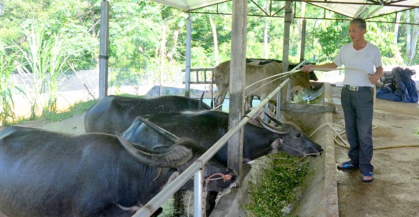 Tuyên Quang: Xây dựng chỉ dẫn địa lý cho sản phẩm thịt trâu Chiêm Hóa