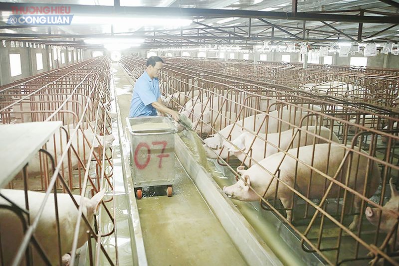 Trang trại của ông Bùi Đức Luận xã Sơn Vi, huyện Lâm Thao áp dụng chăn nuôi an toàn sinh học đem lại hiệu quả cao.