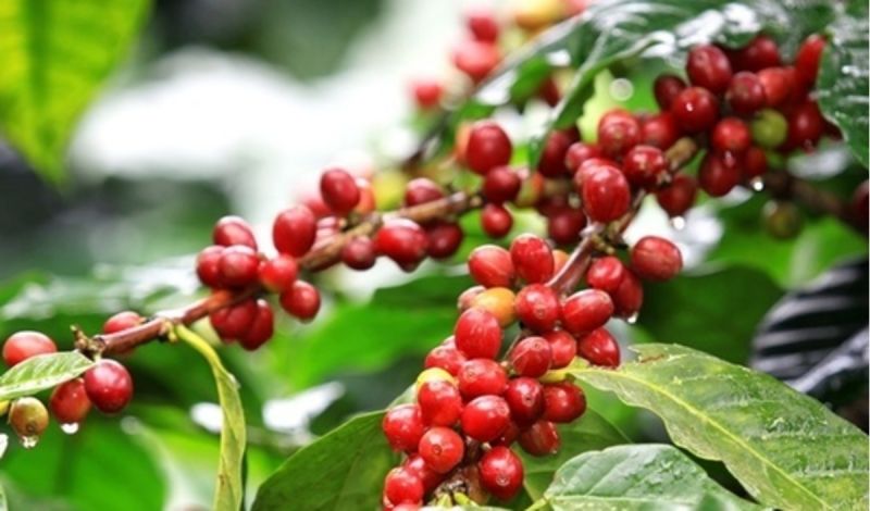 Giá cà phê dao động trong khoảng từ 40.300 - 41.500 đồng/kg