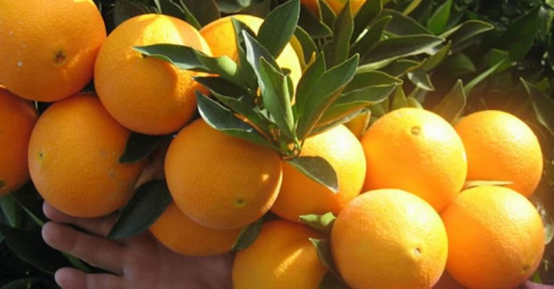 Hà Giang đã tiêu thụ được gần 3.000 tấn cam vàng