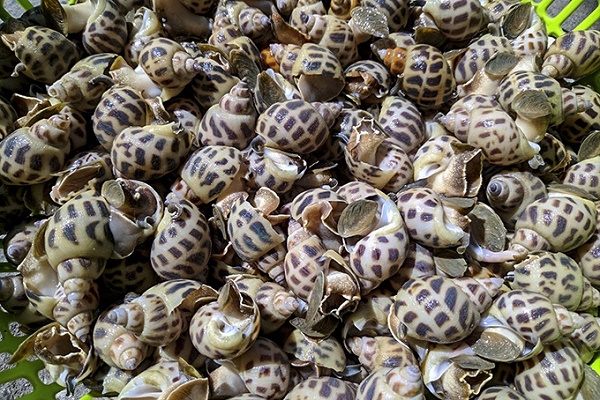 Ốc hương Khánh Hòa đã có chứng nhận chỉ dẫn địa lý