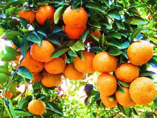 Phục tráng, bảo tồn và phát triển giống quýt Bộp đặc sản ở Hà Giang