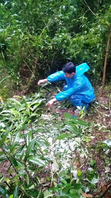 Thừa Thiên Huế cảnh báo nạn trộm trâu bò ở nông thôn