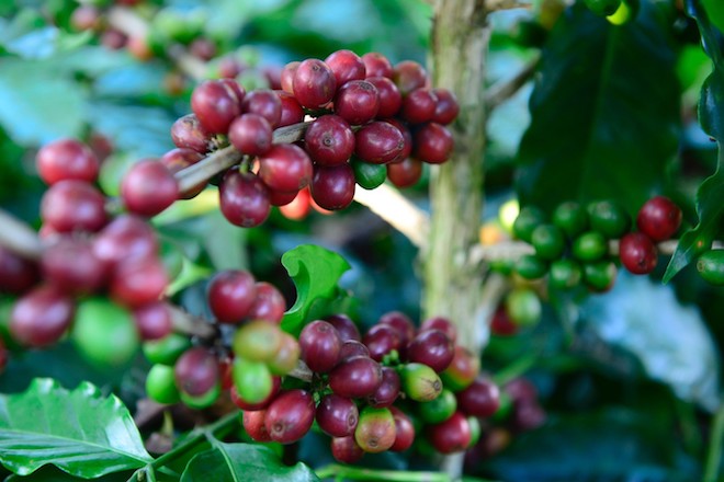 Giá cà phê hôm nay giảm 400 - 500 đồng/kg tại các địa phương thu mua trọng điểm