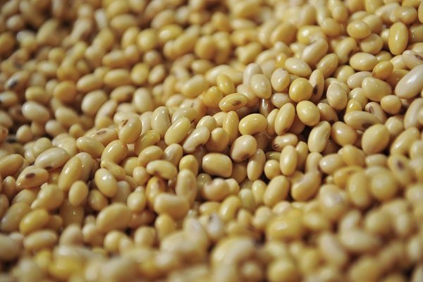 Nhập khẩu đậu tương tăng mạnh