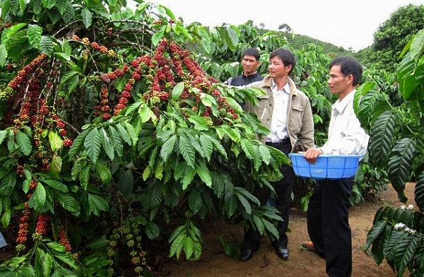 Giá cà phê trong nước tăng 300 đồng/kg