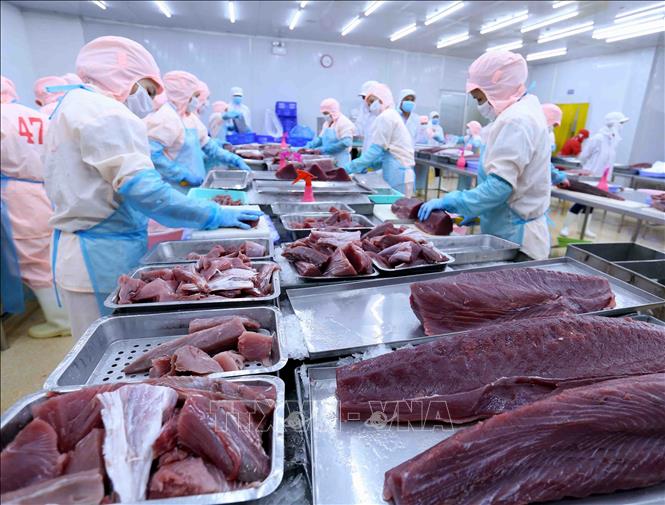 Gia tăng xuất khẩu cá ngừ sang thị trường Trung Quốc