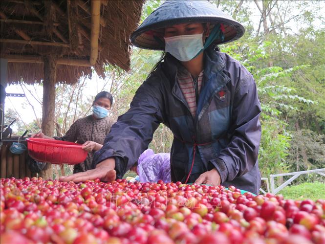 Cà phê xứ lạnh dòng Arabica sẽ trở thành thương hiệu nông sản xuất khẩu giá trị cao của Kon Tum