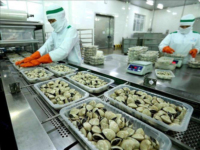 Xuất khẩu lô thịt ngao đóng hộp đầu tiên sang Châu Âu