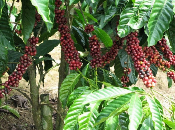Giá cà phê giao dịch trong khoảng 41.000 - 41.800 đồng/kg