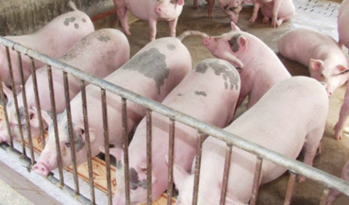 Giá heo hơi 25/11, tăng giảm trái chiều 1.000-2.000 đồng/kg tại các địa phương