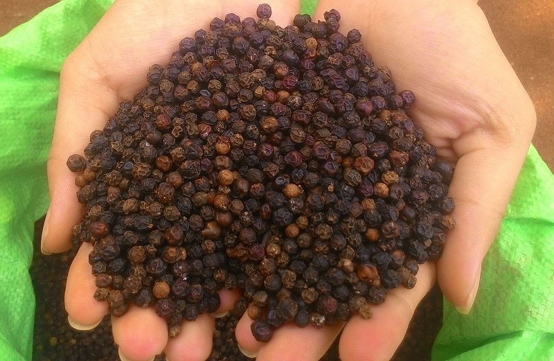 Hồ tiêu được hỗ trợ đảm bảo sản lượng bền vững và xuất khẩu vào Châu Âu