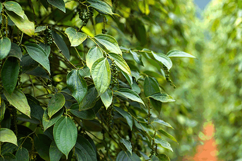 Công bố chỉ dẫn địa lý hạt tiêu ở Đắk Nông