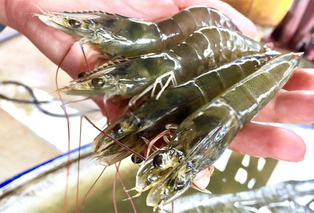 Mỹ tiếp tục tăng thuế chống bán phá giá đối với tôm xuất khẩu của Ấn Độ