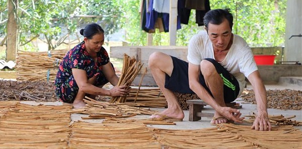 Người dân trồng quế tỉnh Yên Bái đang sơ chế trước khi giao bán