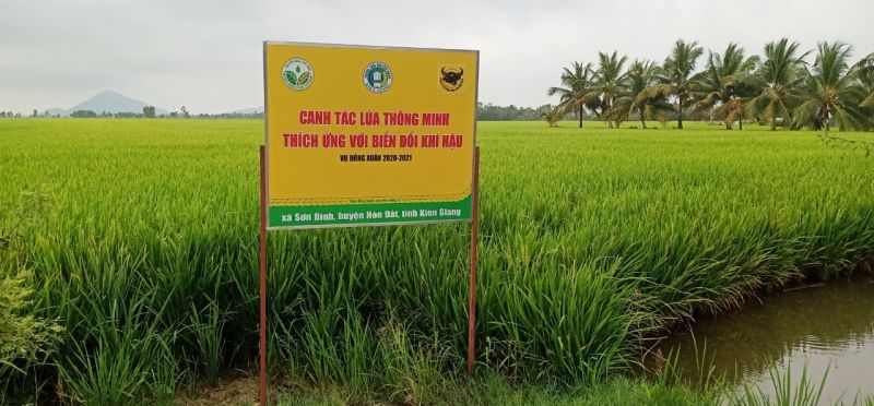 Canh tác lúa thông minh, sử dụng giống chất lượng cao là những biện pháp căn bản để tăng thu nhập khi đất lúa bị thu hẹp