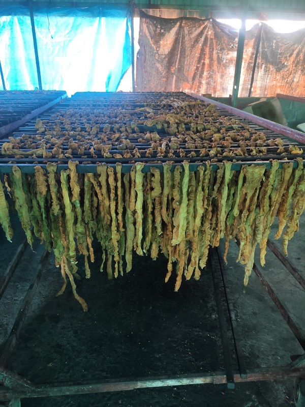 Cơ quan chức năng Hải Phòng ngăn chặn kịp thời 7,5 tấn lòng lợn nhiễm dịch tả châu Phi