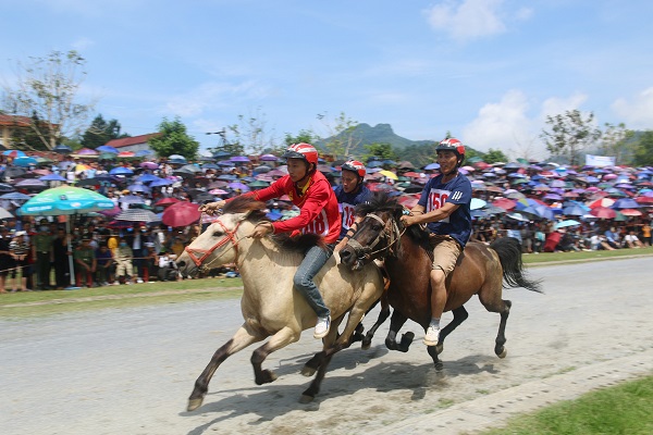 Lễ hội đua ngựa truyền thống Bắc Hà được tổ chức mỗi năm 1 lần.