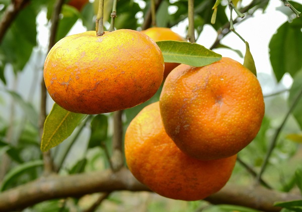 Người d&acirc;n x&atilde; Vạn Y&ecirc;n chủ yếu trồng giống cam địa phương như cam sen, cam đường canh