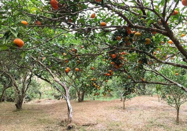 Vườn cam Vạn Yên Quảng Ninh điểm đến tham quan hấp dẫn của giới trẻ