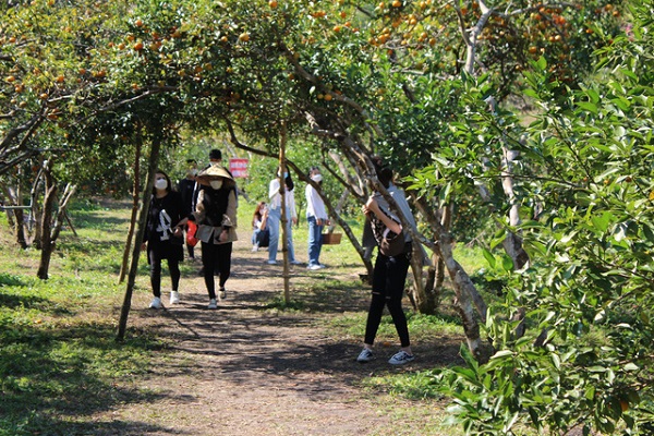 Du kh&aacute;ch đổ về check-in l&agrave;ng Cam Vạn Y&ecirc;n, V&acirc;n Đồn