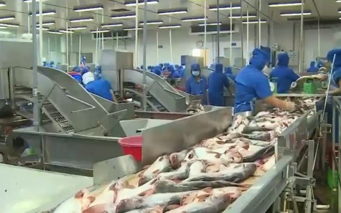 23 lô hàng cá tra bị phát hiện vi phạm an toàn thực phẩm khi thẩm tra, kiểm tra trước xuất khẩu