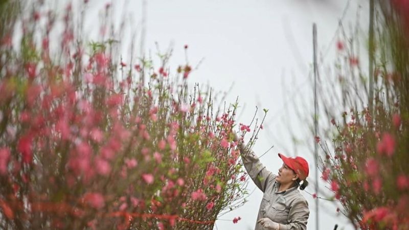 Chỉ thị của Ban Bí thư về tổ chức Tết Nhâm Dần năm 2022