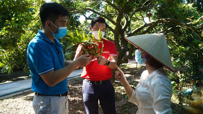 Hướng dẫn nông dân trồng nhãn tại Hưng Yên