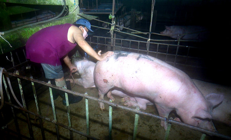 Ông Phương đang bơm nước vào 3 con lợn để tăng trọng lượng (Nguồn CAND)