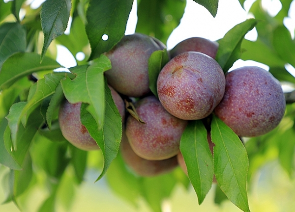 Lào Cai có 06 sản phẩm đạt giải “Thương hiệu Vàng nông nghiệp Việt Nam” năm 2021