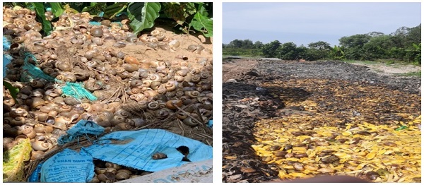 Chất thải rắn công nghiệp thông thường của Công ty TNHH GIAVIKA (trái) và Công ty TNHH Một thành viên nông sản Thanh Tuấn (phải) thải ra môi trường