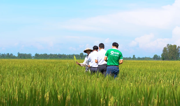 Gạo A An ngày càng mở rộng quy mô liên kết bao tiêu, đồng hành cùng nông dân trong chuỗi sản xuất lúa gạo