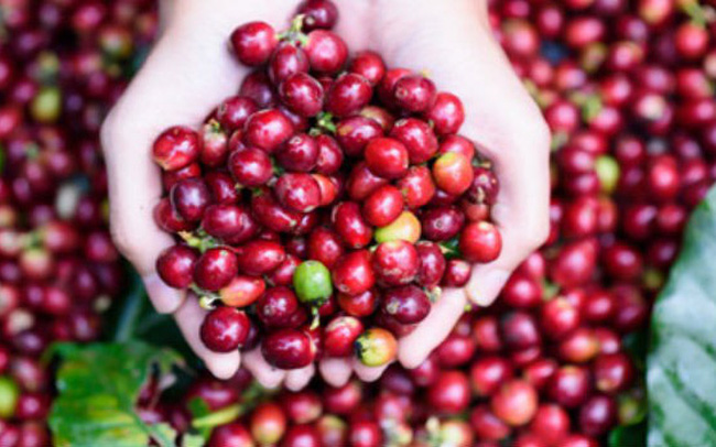 Giá cà phê dao động trong khoảng 40.700 - 41.600 đồng/kg