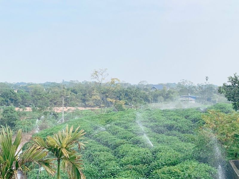 Thái Nguyên chủ động nghiên cứu, chuyển đổi giống chè nâng cao năng suất và chất lượng sản phẩm